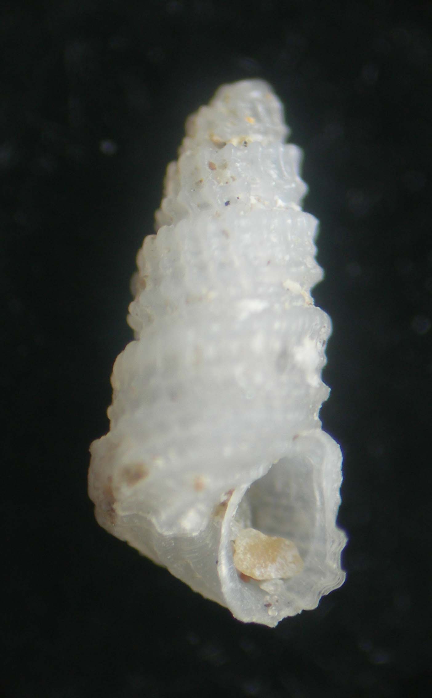 Folinella excavata